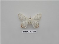 藏品(尺蛾332)的圖片